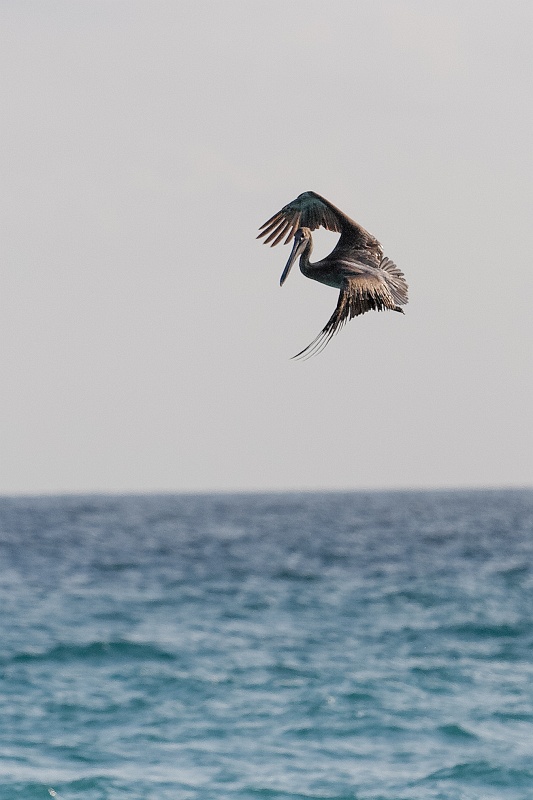 20130514-8035-p3.jpg - 14/05/2013-Varadero(Cuba)-Bord de plage-->Pélicans