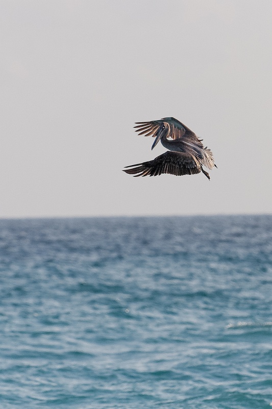 20130514-8036-p3.jpg - 14/05/2013-Varadero(Cuba)-Bord de plage-->Pélicans