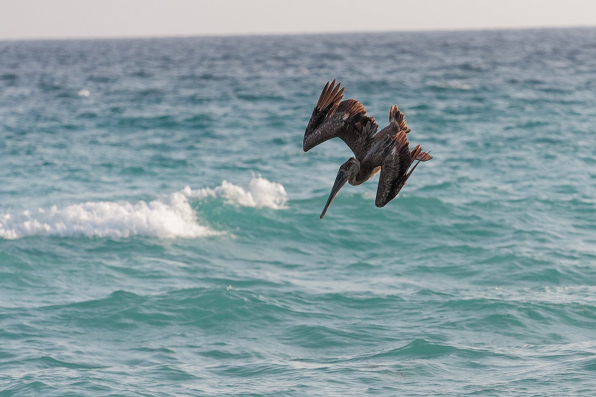 20130514-8038-p3.jpg - 14/05/2013-Varadero(Cuba)-Bord de plage-->Pélicans
