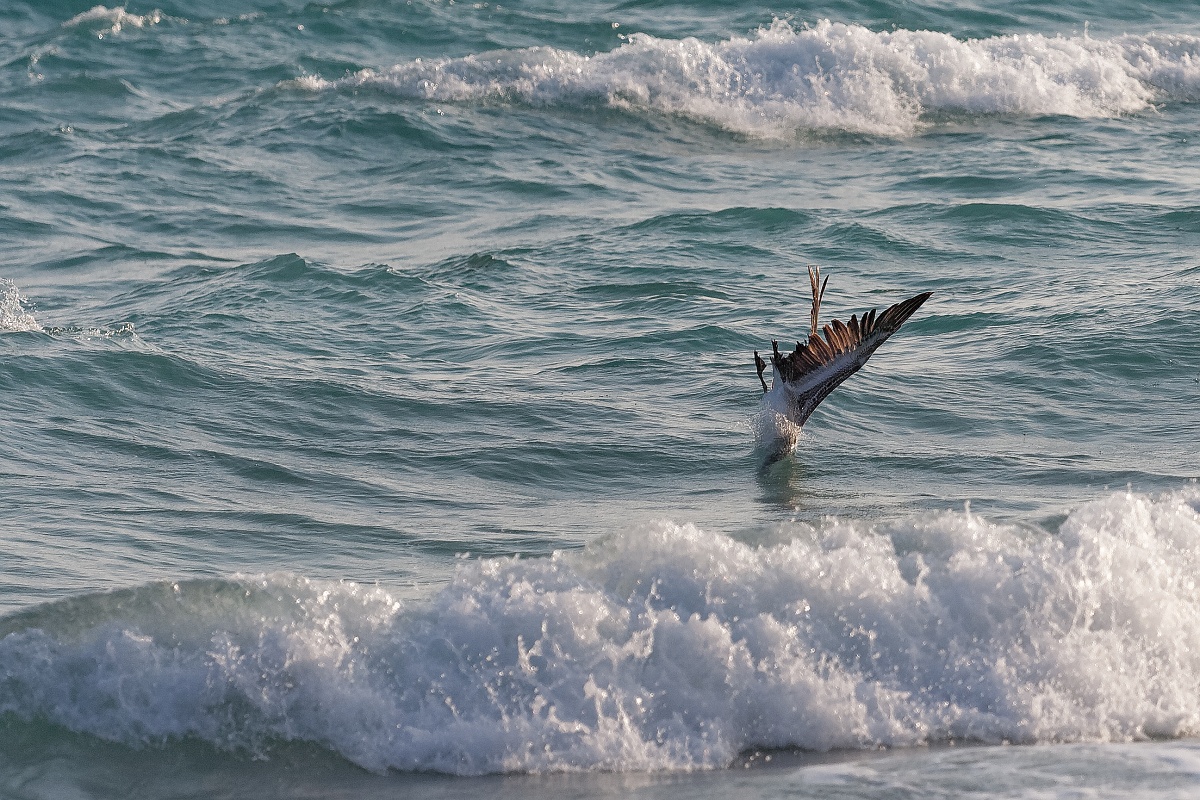 20130514-8039-p3.jpg - 14/05/2013-Varadero(Cuba)-Bord de plage-->Pélicans