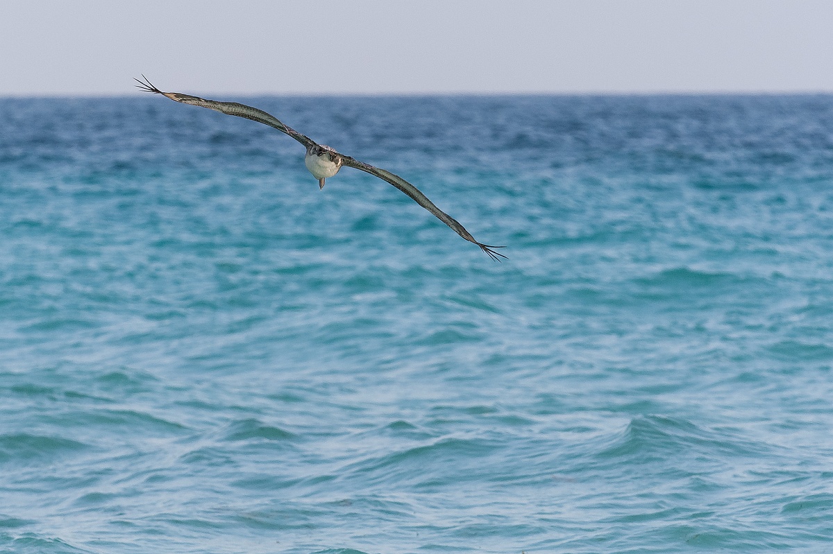 20130514-8066-p3.jpg - 14/05/2013-Varadero(Cuba)-Bord de plage-->Pélicans