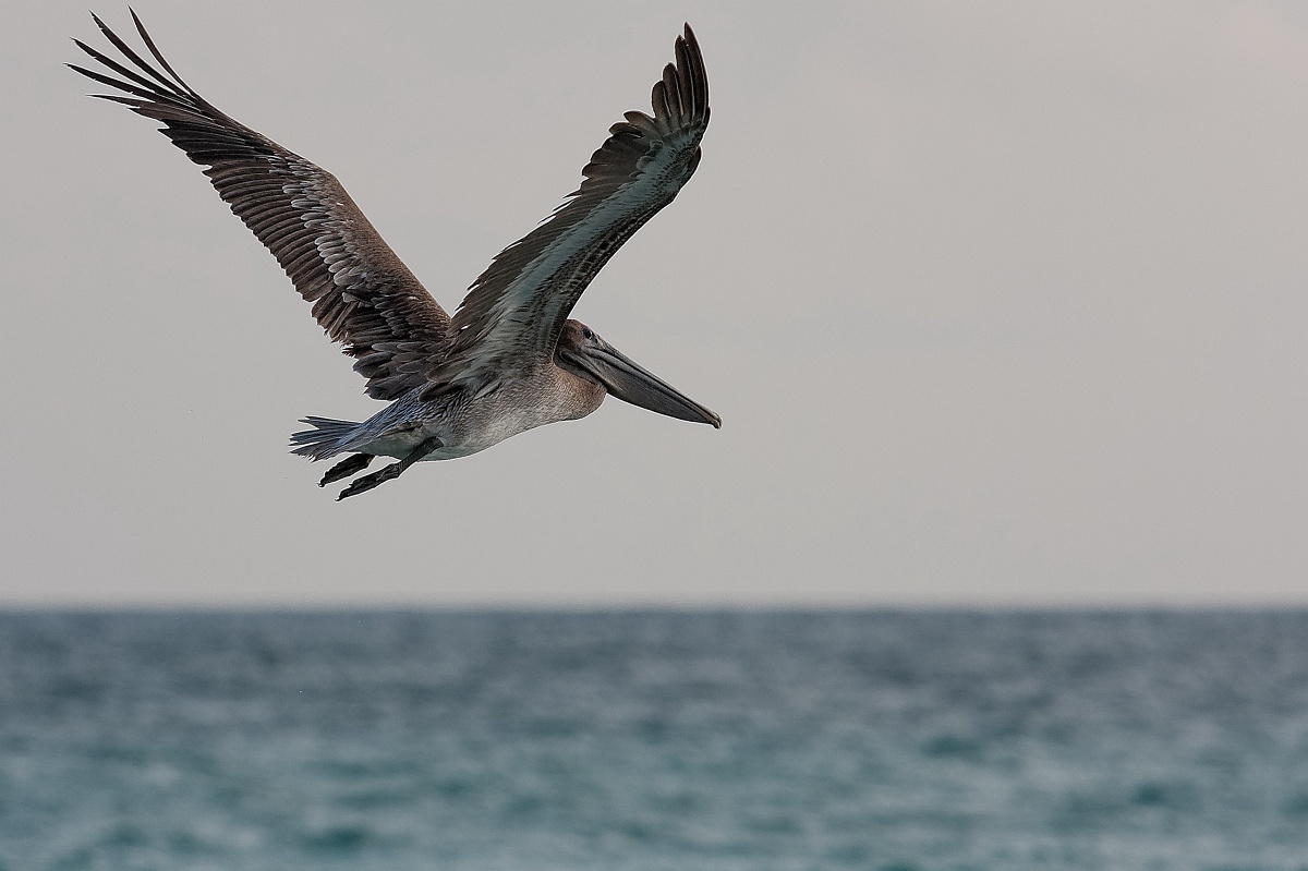 20130514-8082-p4.jpg - 14/05/2013-Varadero(Cuba)-Bord de plage-->Pélicans