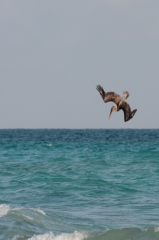 20130514-8109-p4.jpg - 14/05/2013-Varadero(Cuba)-Bord de plage-->Pélicans