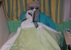 200402EgyJ5-0460 -