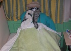 200402EgyBat-0310 -