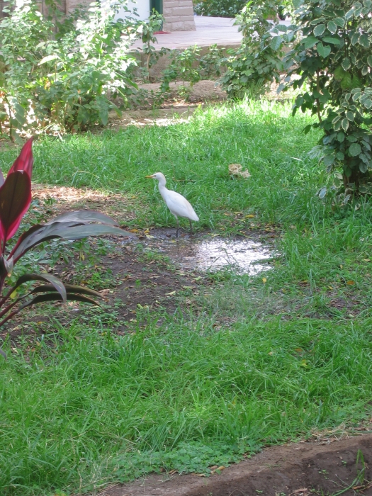 200402EgyOut-0260