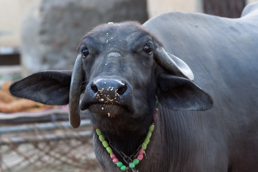 20110327-2118-p3.jpg - 27/03/2011-Patan (Inde)- Reportage dans le village-->Les vaches sacrées