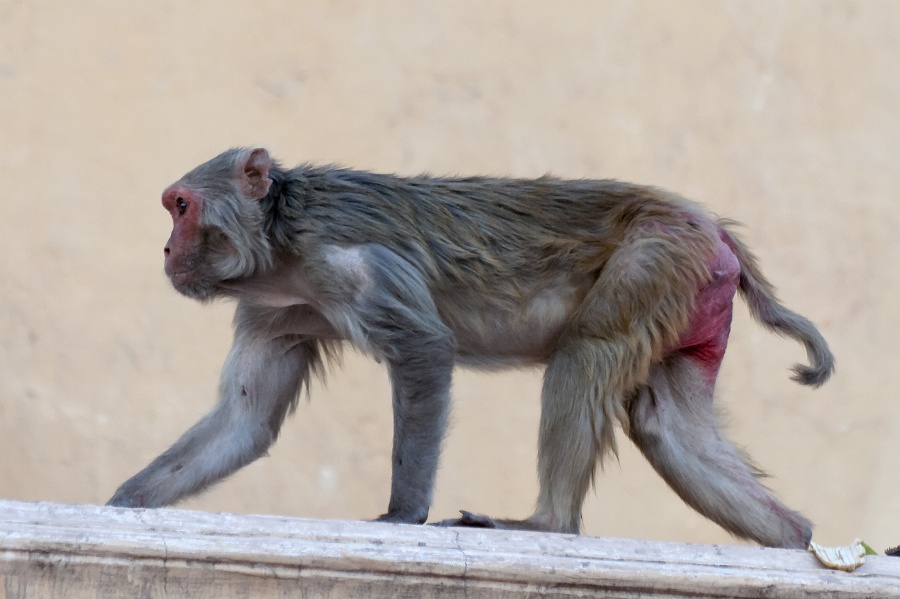 20110328 175105-T-IMG_9327_dxo_d.jpg - 28/03/2011-Jaipur (Inde)-La ville-->Les singes