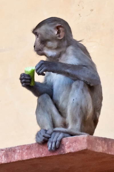 20110328 175118-T-IMG_9328_dxo_d.jpg - 28/03/2011-Jaipur (Inde)-La ville-->Les singes