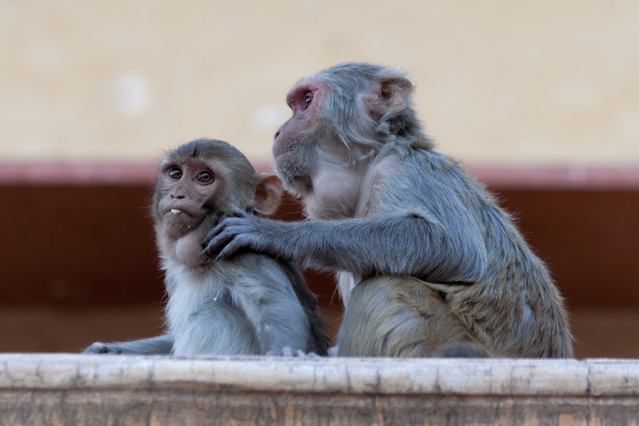 20110328 175215-T-IMG_9332_dxo_d.jpg - 28/03/2011-Jaipur (Inde)-La ville-->Les singes