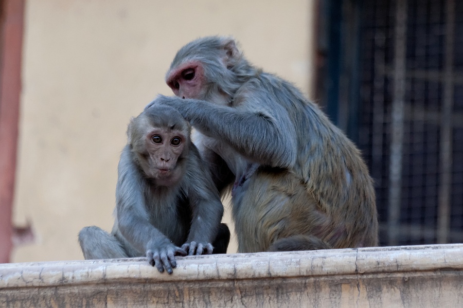 20110328 175242-T-IMG_9336_dxo_d.jpg - 28/03/2011-Jaipur (Inde)-La ville-->Les singes