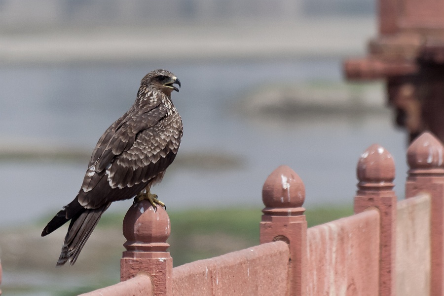 20110331-6422-p4.jpg - 31/03/2011-Agra(Inde)-Itmad Ud Daulah (petit taj mahal)-->Un aigle