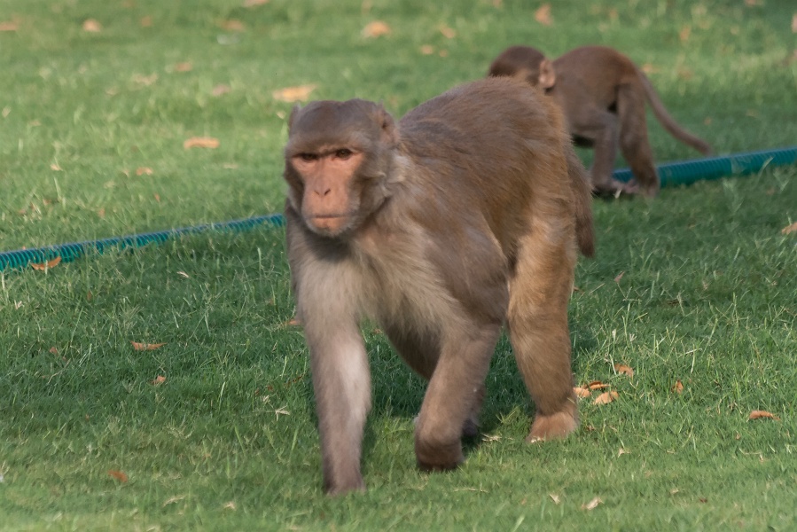 20110331-6703-p3.jpg - 31/03/2011-Agra(Inde)-Le fort rouge-->Macaques