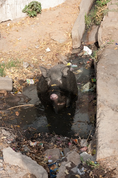 20110401-7621-p4.jpg - 01/04/2011-Datia (Inde)-La ville-->Le cochon