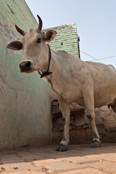 20110401-7624-p4.jpg - 01/04/2011-Datia (Inde)-La ville-->La vache sacrée