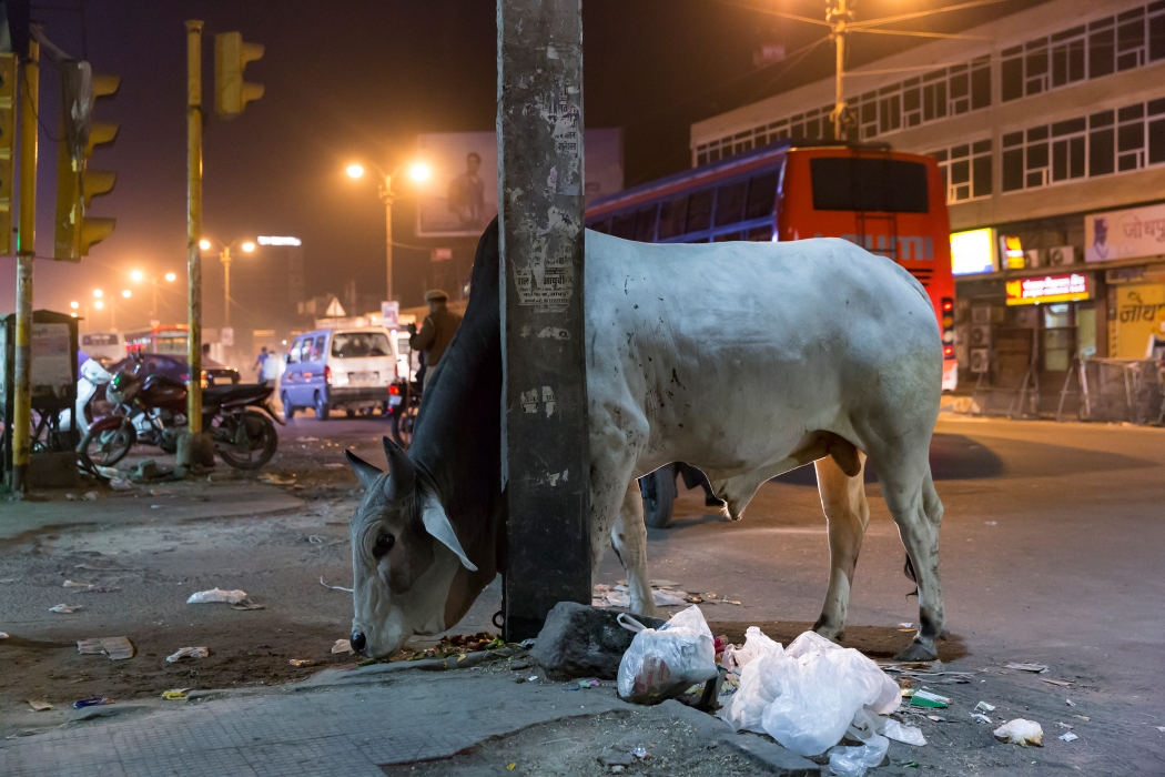 06/12/2015-Jodhpur(Inde)-Sortie de nuit