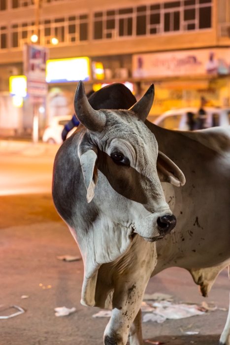 06/12/2015-Jodhpur(Inde)-Sortie de nuit