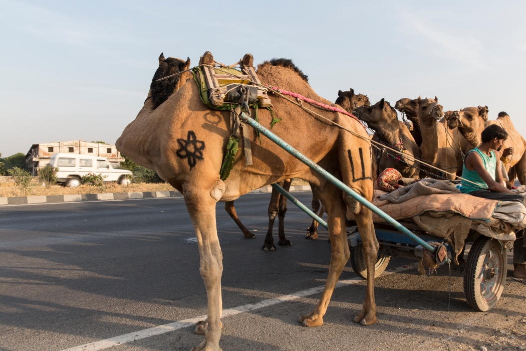 07/12/2015-Sur la route de Jaipur(Inde)-Troupeau de dromadaires