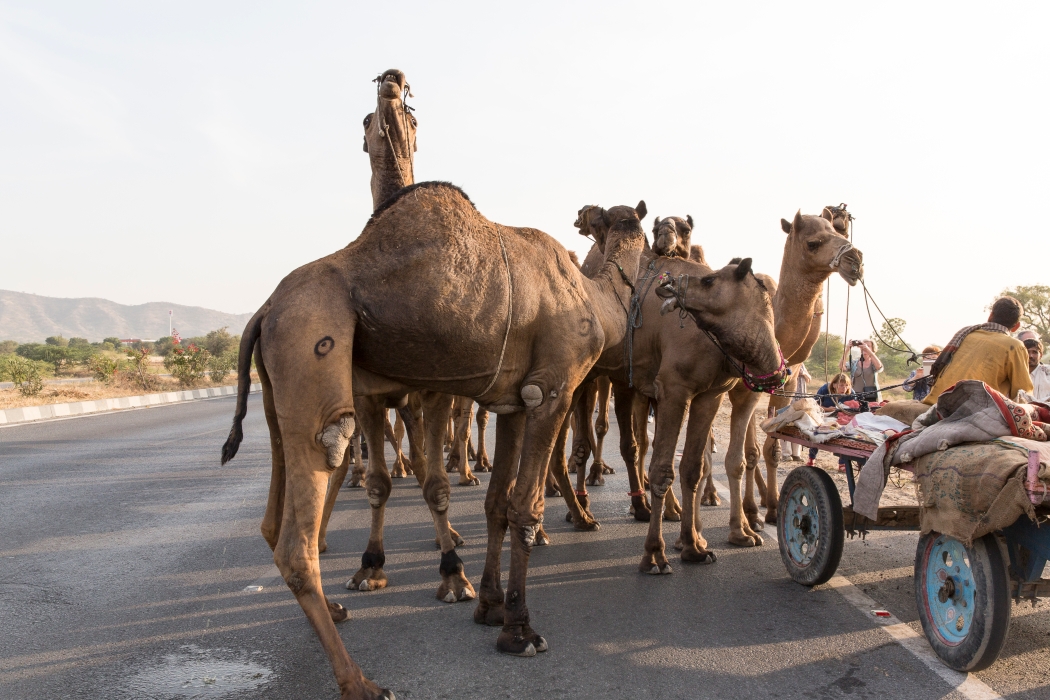 07/12/2015-Sur la route de Jaipur(Inde)-Troupeau de dromadaires
