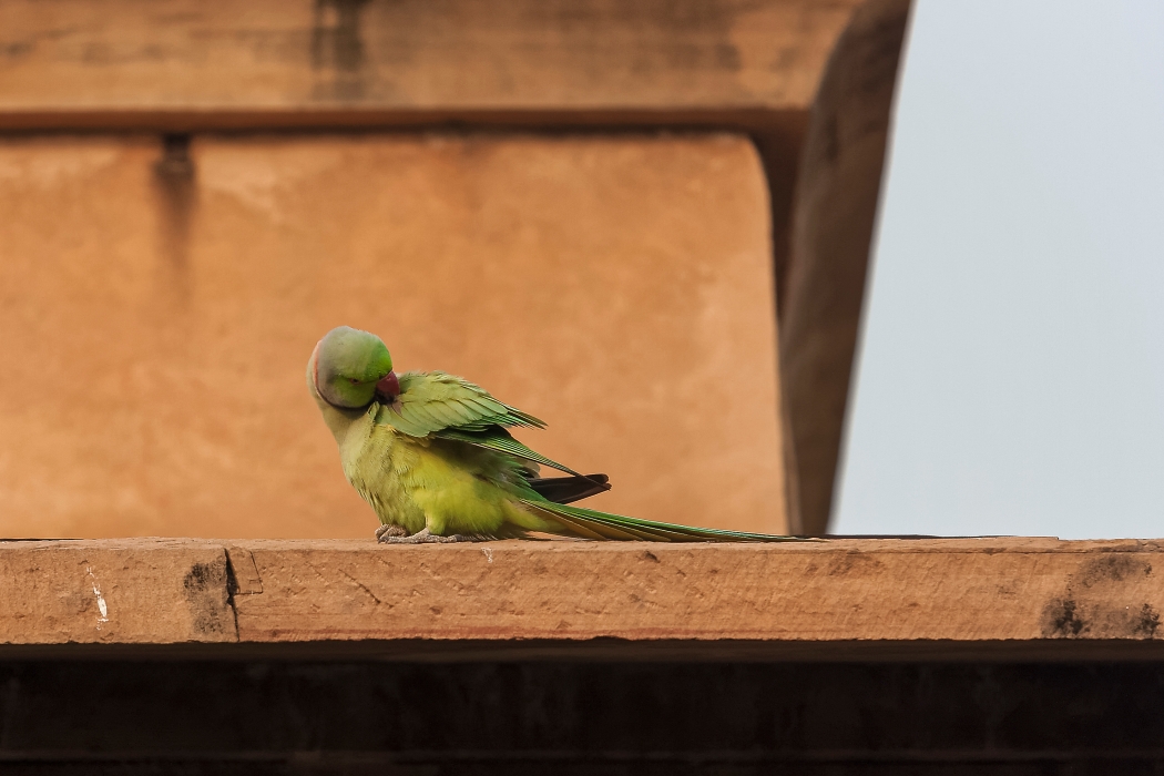 10/12/2015-Aggra(Inde)-Fort Rouge