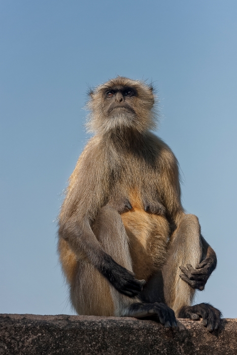 11/12/2015-Orchha(Inde)-Le palais