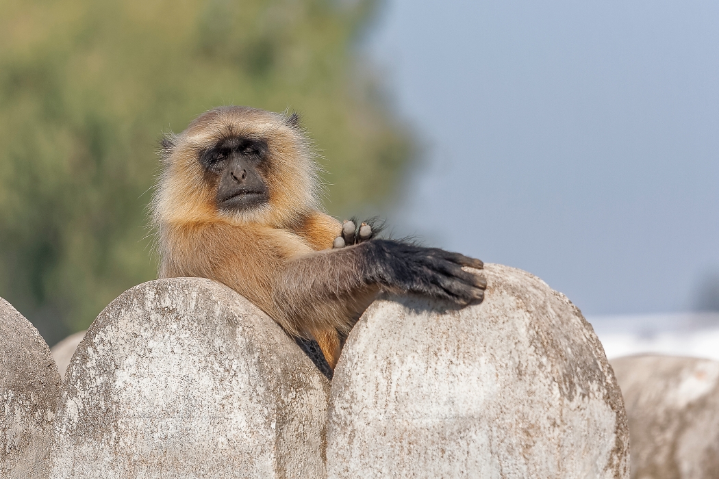 11/12/2015-Orchha(Inde)-Le palais