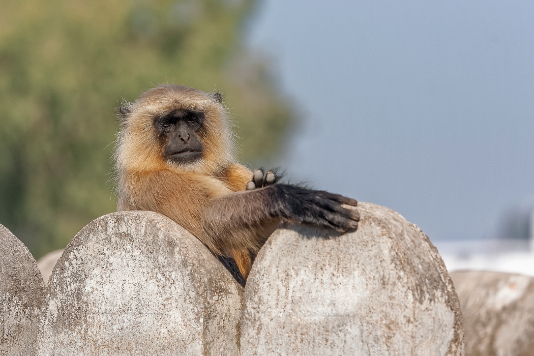 11/12/2015-Orchha(Inde)-Le palais