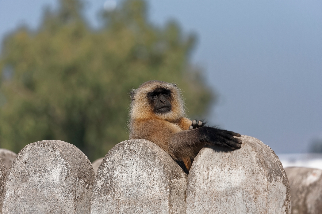 11/12/2015-Orchha(Inde)-Le palais