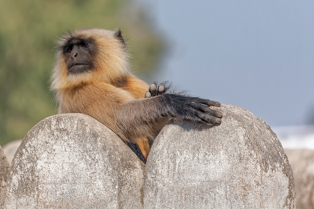 11/12/2015-Orchha(Inde)-Le palais