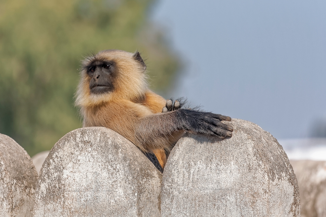 11/12/2015-Orchha(Inde)-Le palais