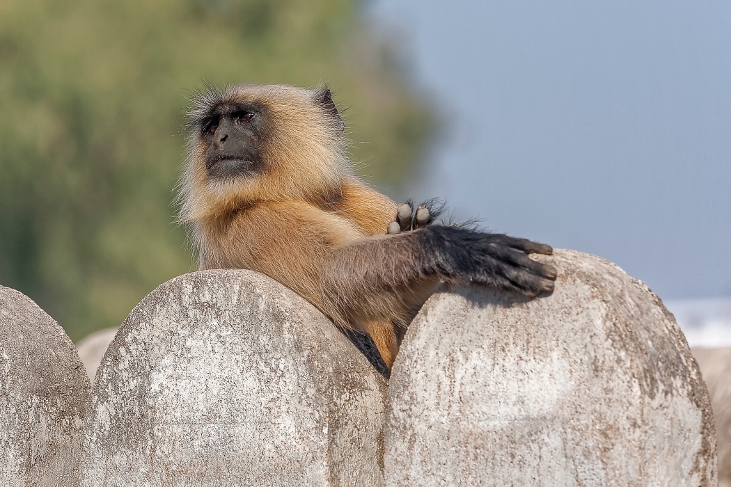 11/12/2015-Orchha(Inde)-Le palais