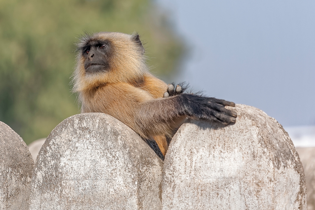 11/12/2015-Orchha(Inde)-Le palais