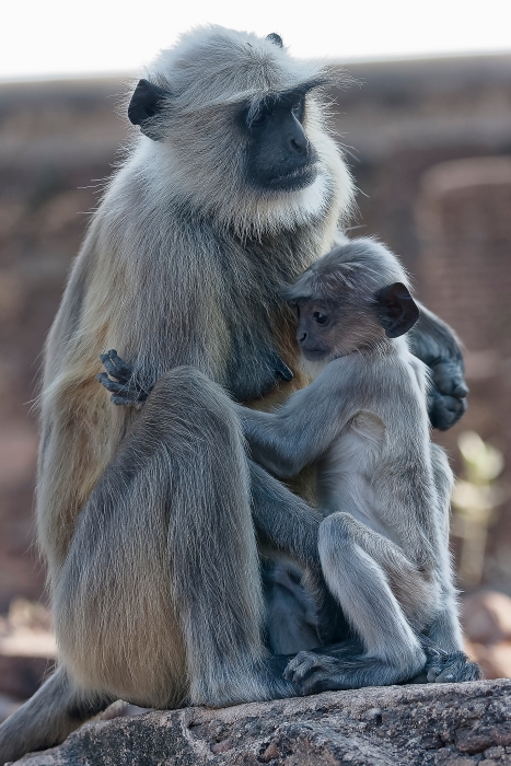 11/12/2015-Orchha(Inde)-Le palais