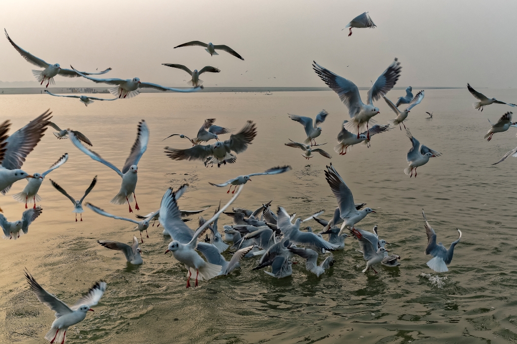 13/12/2015-Varanasi(Inde)