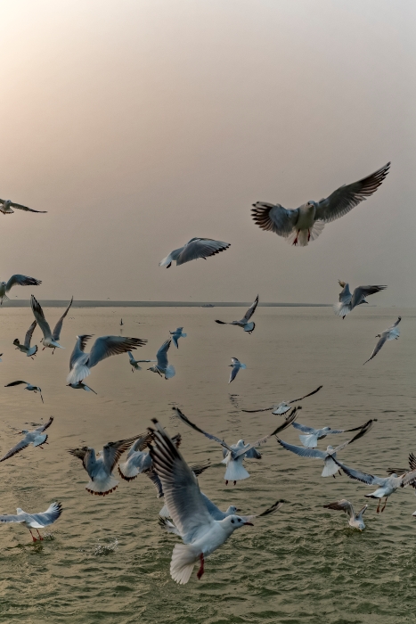 13/12/2015-Varanasi(Inde)