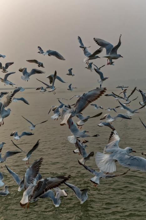 13/12/2015-Varanasi(Inde)