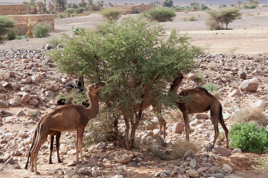20111121-4040-p3.jpg - 21/11/2011-Zagora(Maroc)-Sur la route--Dromadaires