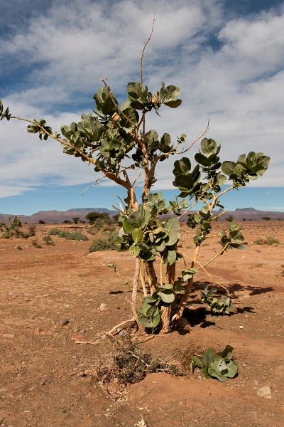 20111121-4050-p4.jpg - 21/11/2011-Zagora(Maroc)-Sur la route--arbre de Sodom