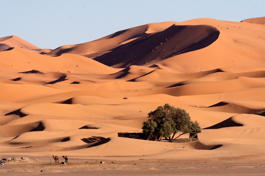 20111121-4071-p3.jpg - 21/11/2011-Merzouga(Maroc)-Dunes
