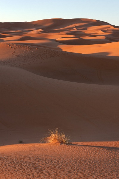 20120122-5006-p4.jpg - 22/01/2012-Merzouga(Maroc)-Les dunes