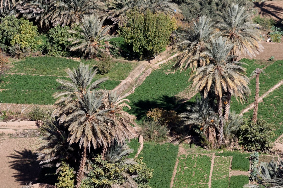 20120122-5066-p3.jpg - 22/01/2012-Tinerhir(Maroc)