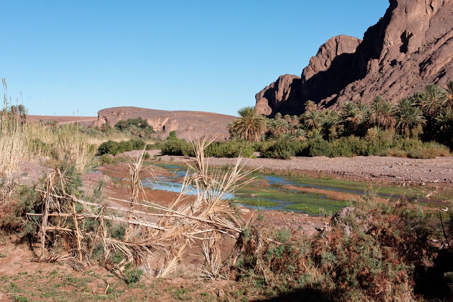 20111123-6004-p4.jpg - 23/11/2011-Ouarzazate-Oasis de Fint