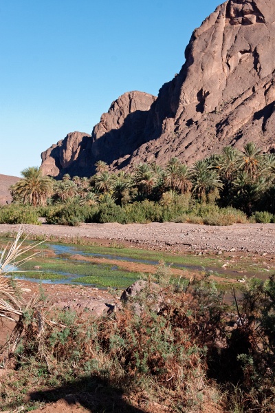 20111123-6005-p4.jpg - 23/11/2011-Ouarzazate-Oasis de Fint