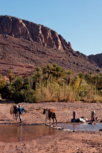 20111123-6006-p4.jpg - 23/11/2011-Ouarzazate-Oasis de Fint
