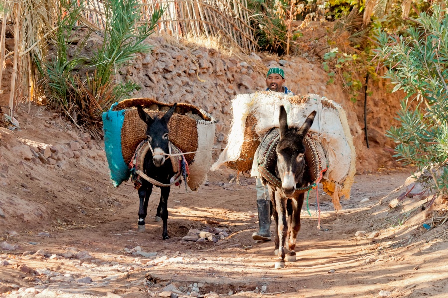 20111123-6011-p3.jpg - 23/11/2011-Ouarzazate-Oasis de Fint-->Les mules