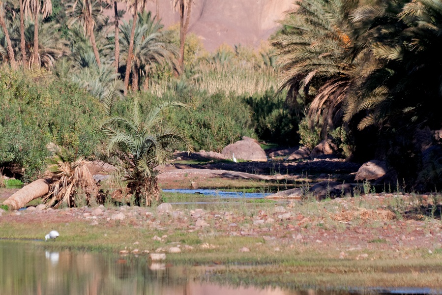 20111123-6019-p3.jpg - 23/11/2011-Ouarzazate-Oasis de Fint