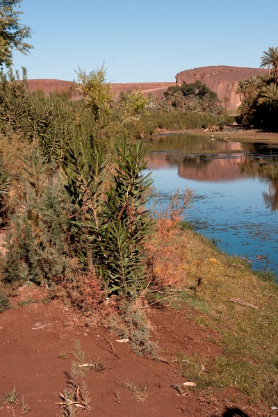 20111123-6024-p4.jpg - 23/11/2011-Ouarzazate-Oasis de Fint
