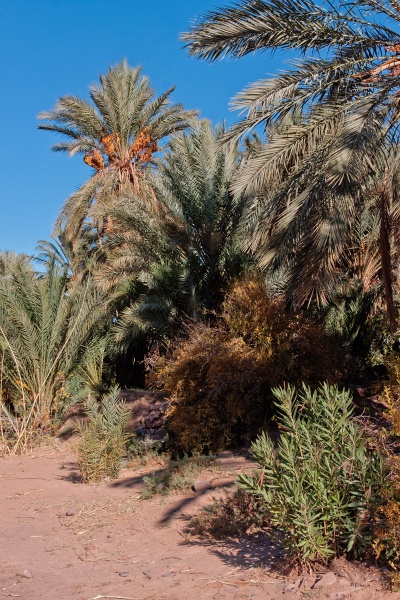 20111123-6027-p4.jpg - 23/11/2011-Ouarzazate-Oasis de Fint