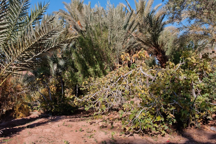 20111123-6028-p4.jpg - 23/11/2011-Ouarzazate-Oasis de Fint