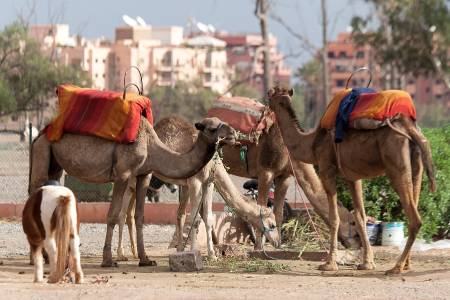 20111119-2015-p3.jpg - 19/11/2011-Marakech(Maroc)-La Ménara